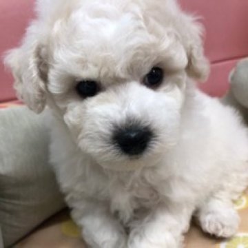 ビションフリーゼ【千葉県・男の子・2022年11月11日・ホワイト】の写真「目を合わせてお話を聞いてくれる賢い子」