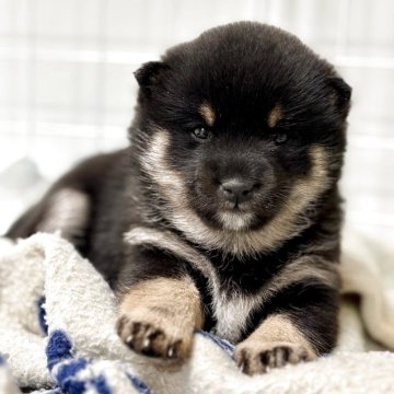 柴犬(豆柴)【和歌山県・女の子・2025年11月12日・黒】の写真「くりくりお目目の可愛い女の子です」