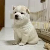 豆柴【和歌山県・男の子・2025年1月1日・白】の写真1「2月6日に撮影しました兄妹と遊びながらすくすく成長中です🥰」