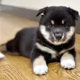 豆柴