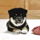 豆柴