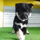 柴犬(標準サイズ)