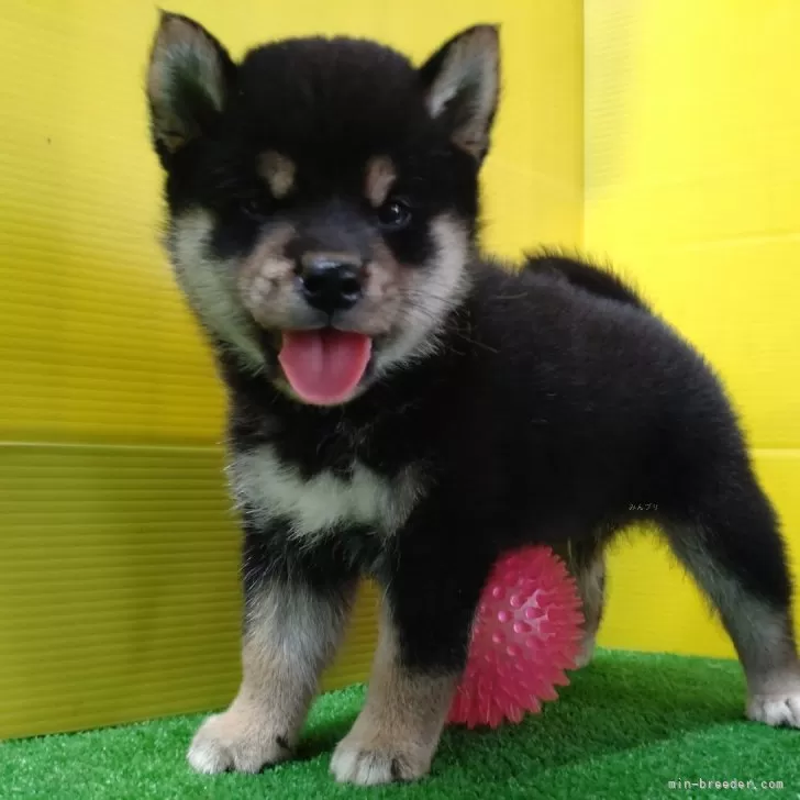 H.S 様のお迎えした子犬