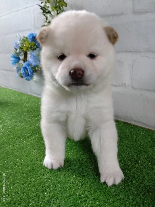 H 様のお迎えした子犬