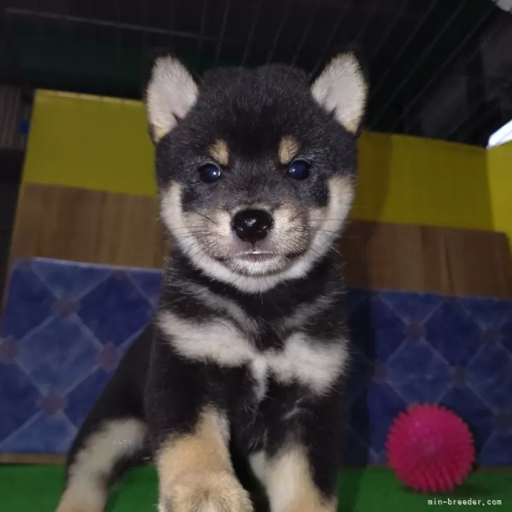 ID：2408-07051の子犬