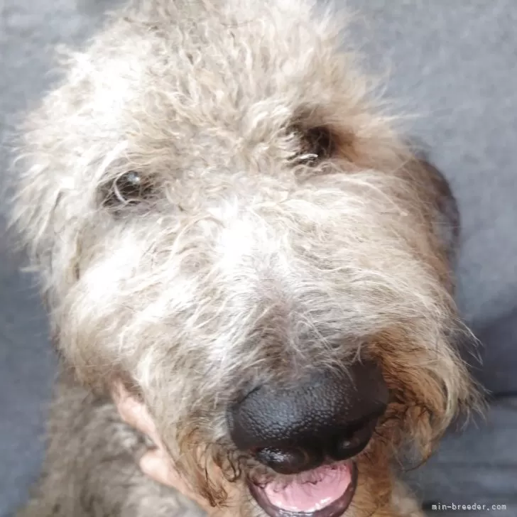 ゴールデンドゥードル【兵庫県・男の子・2025年5月1日・シルバー】の写真1