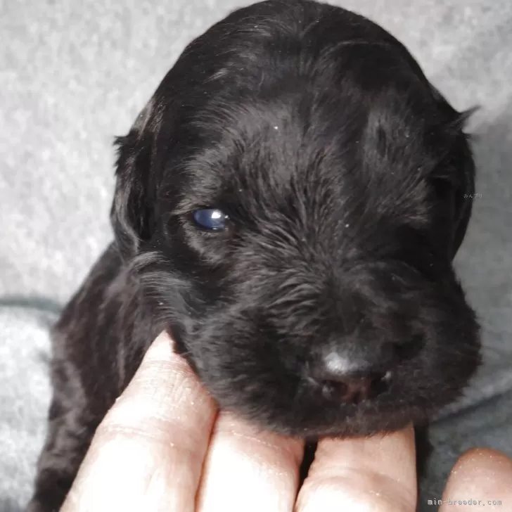 ゴールデンドゥードル(ゴールデンレトリバー×プードル)【兵庫県・男の子・2025年10月30日・ブラック&amp;シルバー】の写真1