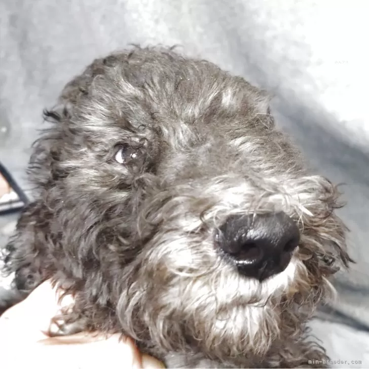 スタンダードプードル【兵庫県・男の子・2025年9月2日・ブラック&amp;シルバー】の写真1「体重4.88kgご飯が大好きで元気な仔犬です。」