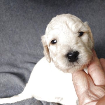 ゴールデンドゥードル(ゴールデンレトリバー×プードル)【兵庫県・女の子・2025年10月26日・クリーム】の写真「温和で元気な女の子です。」