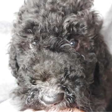 スタンダードプードル【兵庫県・男の子・2025年9月2日・ブラック&シルバー】の写真「小柄なスタンダードプードルです。」