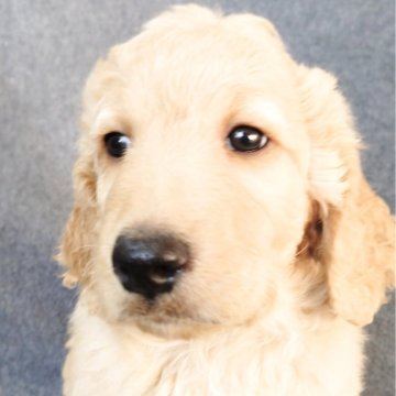 ゴールデンドゥードル(ゴールデンレトリバー×プードル)【兵庫県・男の子・2025年10月26日・クリーム】の写真「母乳をたっぷり飲んで元気な男の子です。」