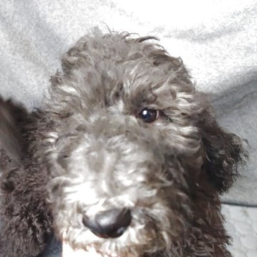 スタンダードプードル【兵庫県・男の子・2025年9月2日・ブラック&シルバー】の写真「小柄なスタンダードプードルです。」