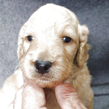 ゴールデンドゥードル(ゴールデンレトリバー×プードル)【兵庫県・男の子・2025年10月26日・クリーム】の写真「母乳をたっぷり飲んで元気な男の子です。」