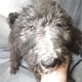 スタンダードプードル