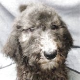 スタンダードプードル