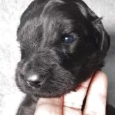 ゴールデンドゥードル(ゴールデンレトリバー×プードル)【兵庫県・男の子・2025年10月30日・ブラック&シルバー】の写真2