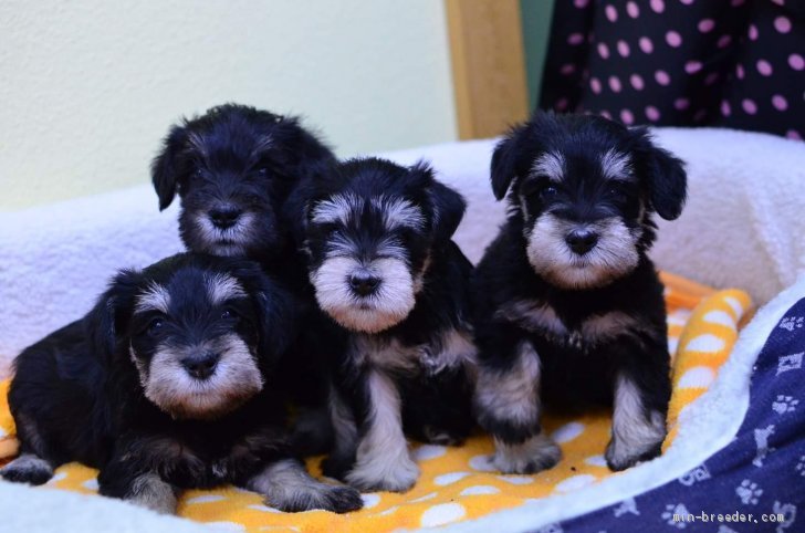 当犬舎生まれのミニチュアシュナウザー｜横山　勇樹(よこやま　ゆうき)ブリーダー(兵庫県・ビションフリーゼなど・JKC登録)の紹介写真3