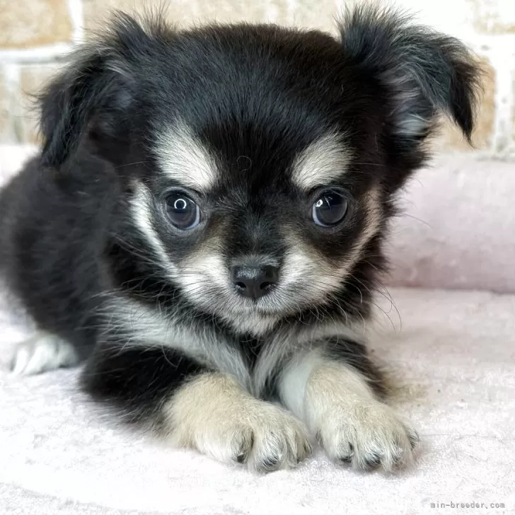 ID：2510-02938の子犬