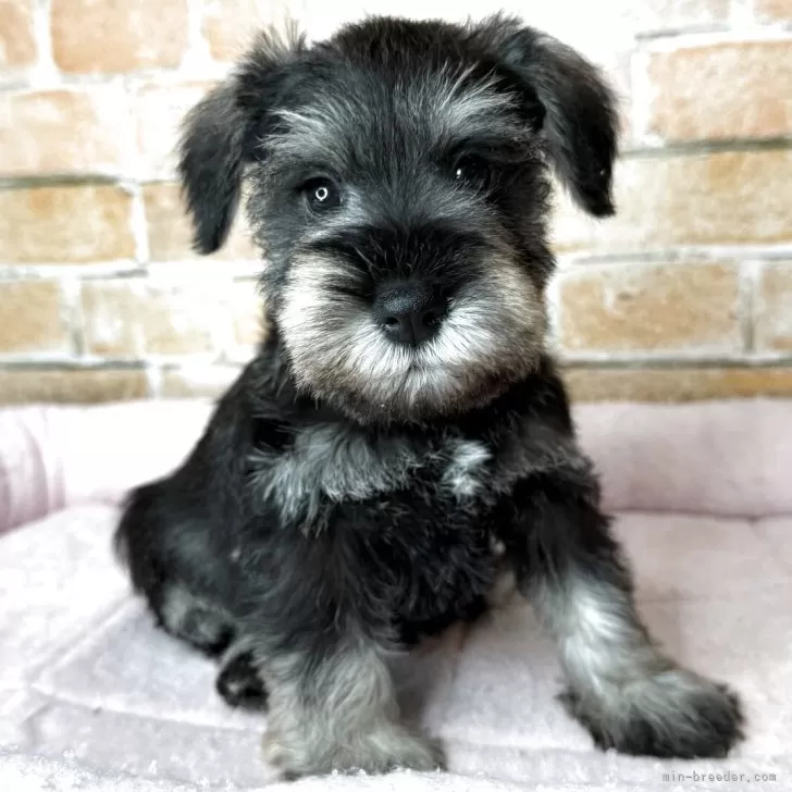 ID:2508-08483の子犬