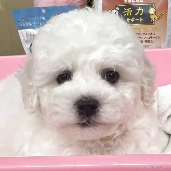 ID：2510-07188の子犬