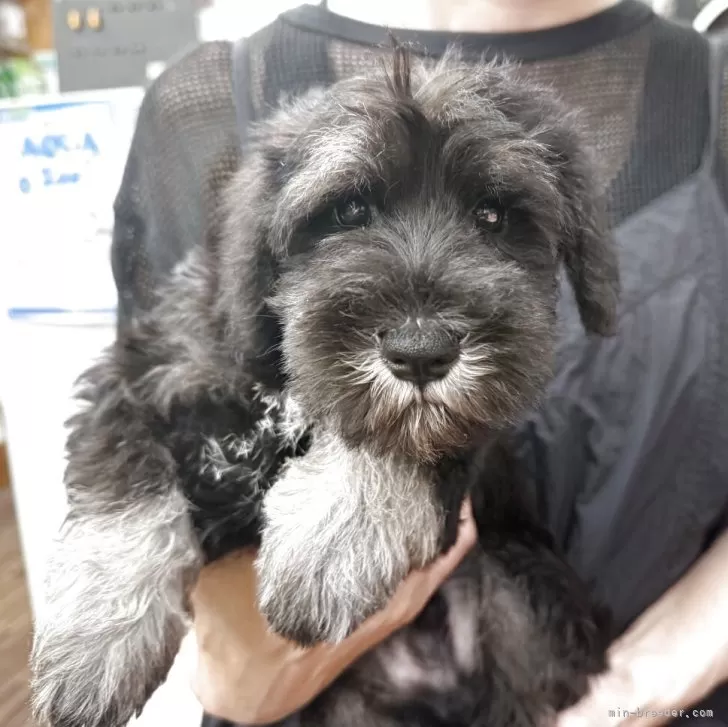 ID：2509-03054の子犬