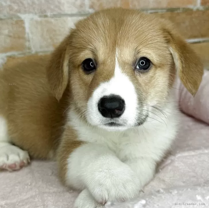 A.S 様のお迎えした子犬