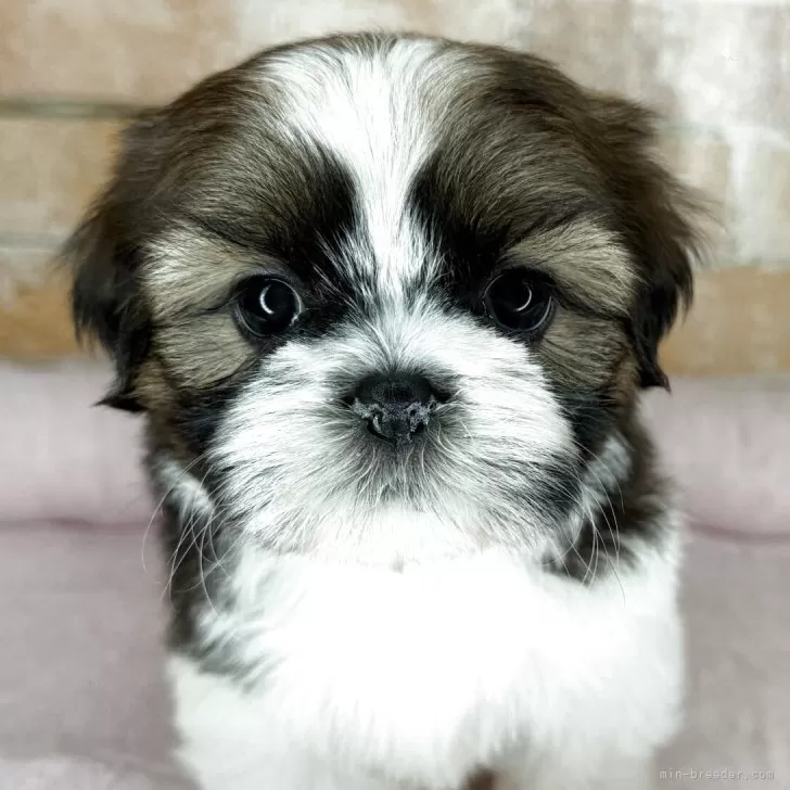 M.M 様のお迎えした子犬