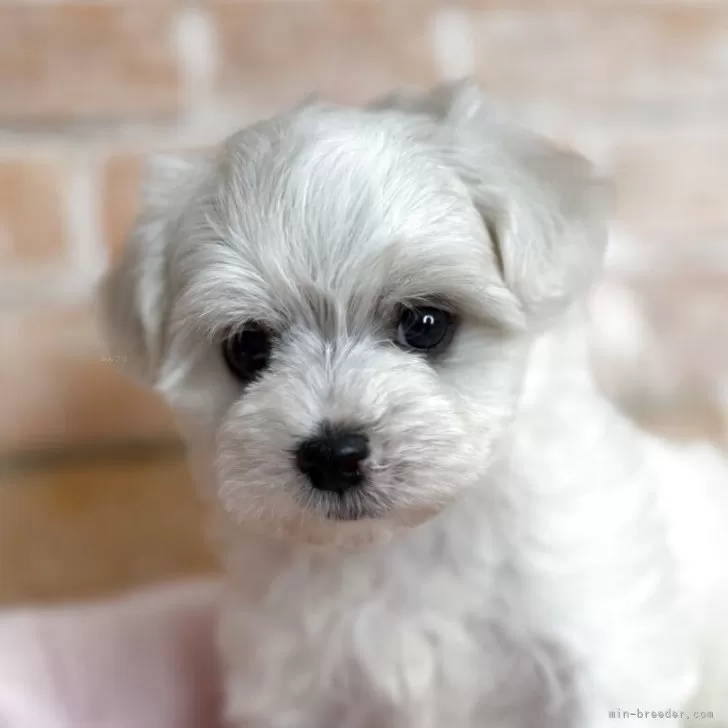 ID：2505-00576の子犬