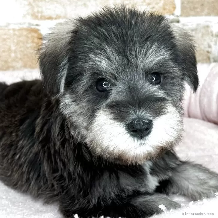 D.S 様のお迎えした子犬