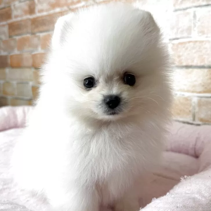 ポメラニアン【兵庫県・男の子・2025年10月23日・クリーム】の写真1