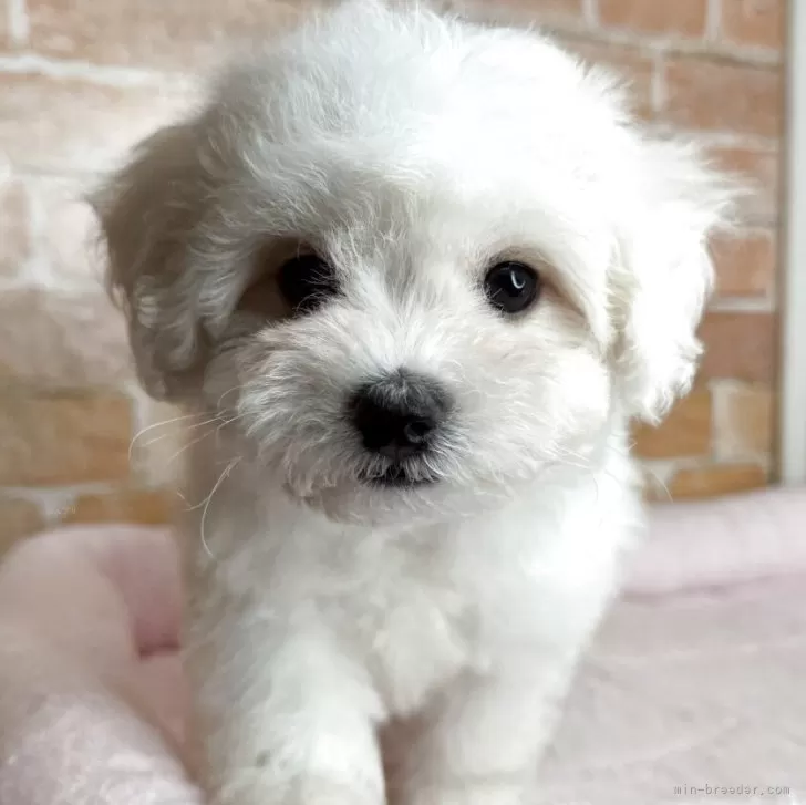 ID:2508-00014の子犬
