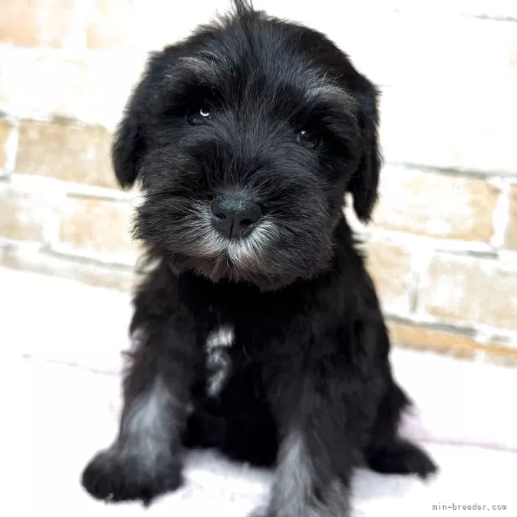 M.Ｉ 様のお迎えした子犬