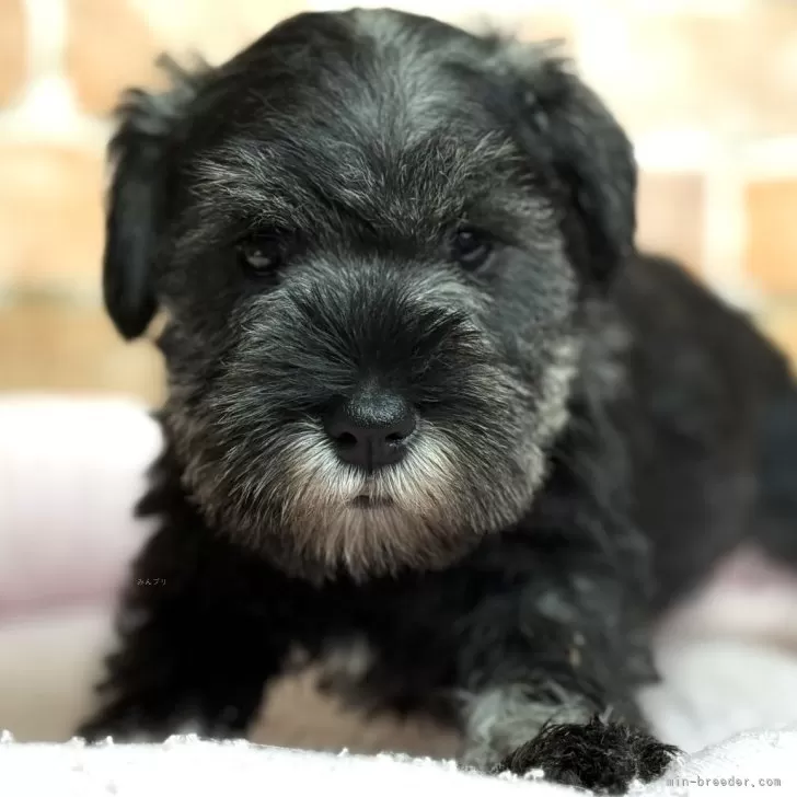 ID：2412-07033の子犬