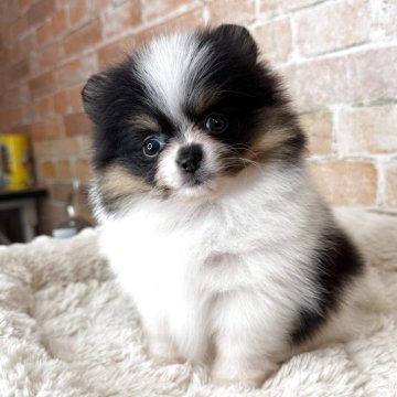 ポメラニアン【兵庫県・女の子・2025年10月6日・ブラックタン&ホワイト】の写真「可愛いブラックタン&ホワイトの女の子1」