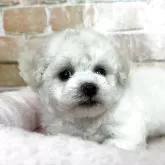 ビションフリーゼ