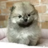 ポメラニアン