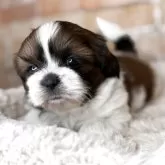 シーズー【兵庫県・男の子・2025年10月15日・レッド&ホワイト】の写真4