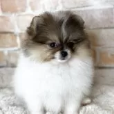 ポメラニアン【兵庫県・女の子・2025年10月6日・パーティカラー】の写真4