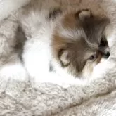 ポメラニアン【兵庫県・女の子・2025年10月6日・パーティカラー】の写真5