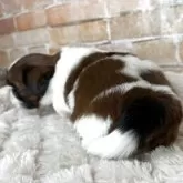 シーズー【兵庫県・男の子・2025年10月15日・レッド&ホワイト】の写真9