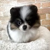 ポメラニアン【兵庫県・女の子・2025年10月6日・ブラックタン&ホワイト】の写真9