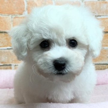 ビションフリーゼ【兵庫県・男の子・2024年7月8日・ホワイト】の写真「可愛いビションの男の子3」