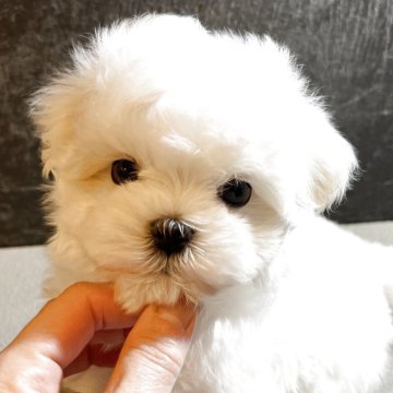 マルチーズ【京都府・男の子・2025年9月26日・ホワイト】の写真「ひとりっ子の甘えたBOYです💕」