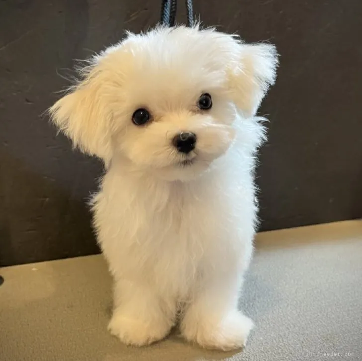 ID:2306-06268の子犬