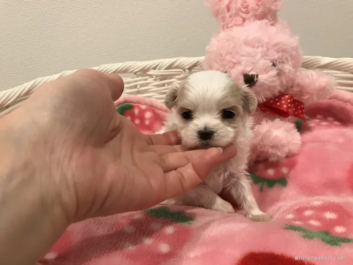 ID:1912-02564の子犬