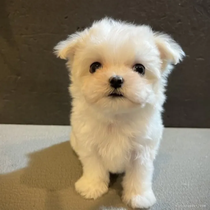ID:2307-03090の子犬