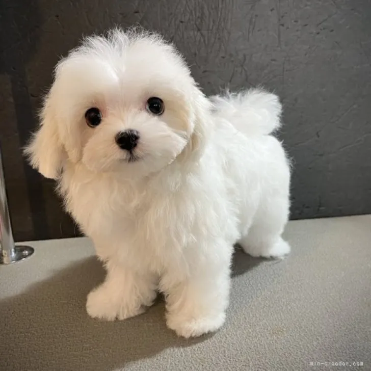 ID:2305-01248の子犬