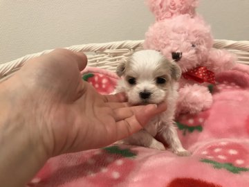 マルチーズ【京都府・女の子・2019年11月15日・ホワイト】の写真「大きな垂れ目の小さな女の子💕」