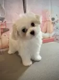 マルチーズ【京都府・男の子・2024年3月18日・ホワイト】の写真2