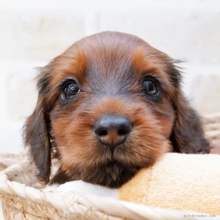 ID：2507-04978の子犬
